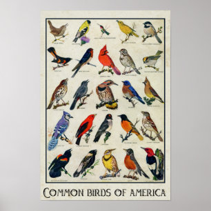 Affiches Oiseaux communs d'Amérique Antique Bird