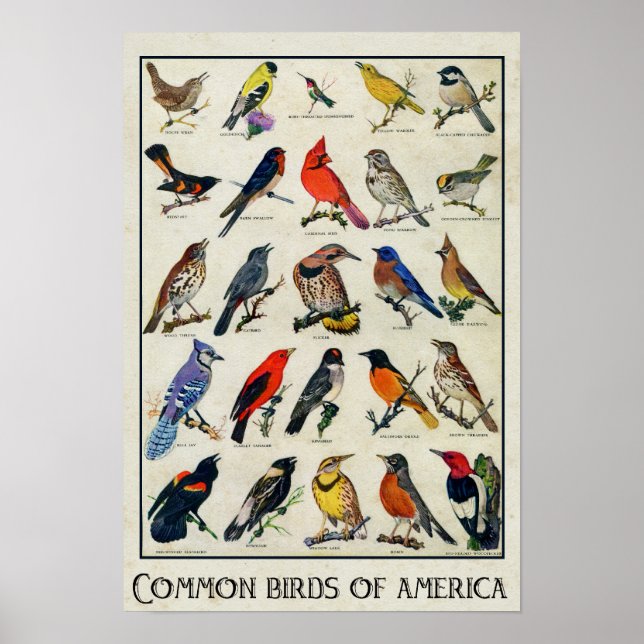 Affiches Oiseaux communs d'Amérique Antique Bird (Devant)