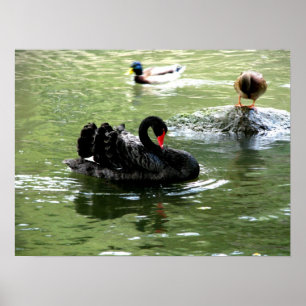 Affiches oiseaux dans l'affiche d'eau