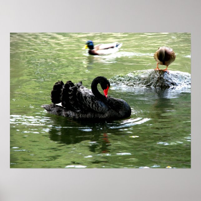 Affiches oiseaux dans l'affiche d'eau (Devant)