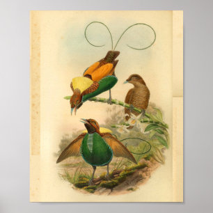 Affiches Oiseaux de copie vintage de vert jaune de paradis