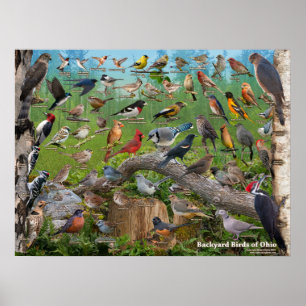 Affiches Oiseaux de jardin de l'Ohio