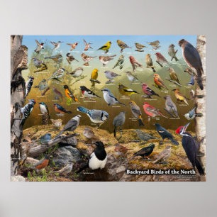 Affiches Oiseaux de jardin du nord