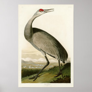 Affiches Oiseaux de John James Audubon de grue de Sandhill