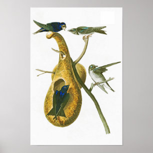Affiches Oiseaux de Martin pourpre John James Audubon de