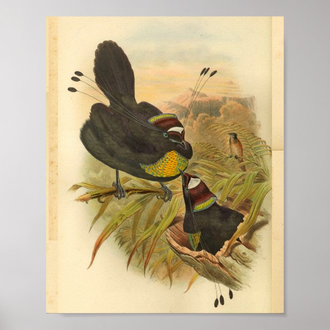 Affiches Oiseaux de paradis Vintages Imprimer (Devant)