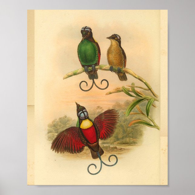 Affiches Oiseaux de Paradise Rouge Vert Vintage Imprimer (Devant)