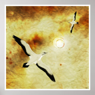 Affiches Oiseaux du soleil