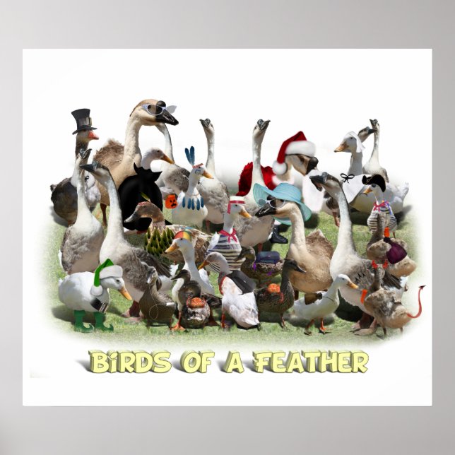 Affiches Oiseaux d'une plume (Devant)