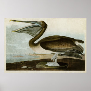 Affiches Oiseaux pipe% Brown du pélican du plat 421 % de
