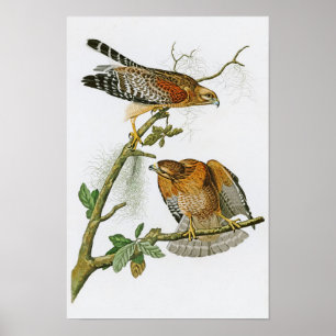 Affiches oiseaux Rouge-épaulés de John Audubon de faucon de