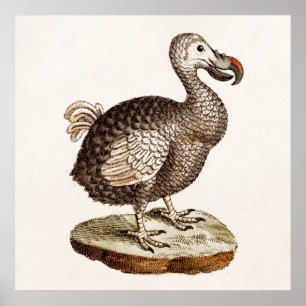 Affiches Oiseaux vintages de dronte de 1700s d'illustration