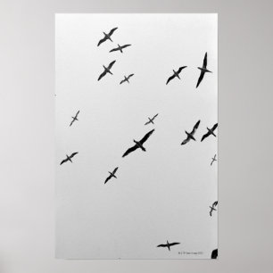 Affiches Oiseaux volant