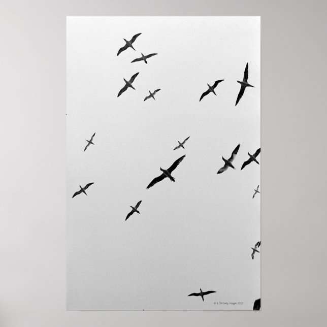 Affiches Oiseaux volant (Devant)