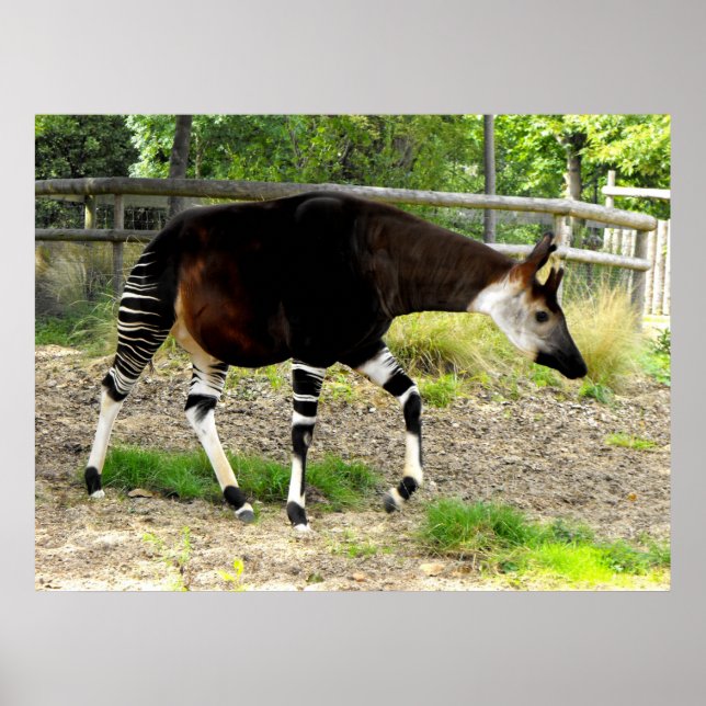Affiches Okapi (Devant)