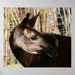 Affiches Okapi