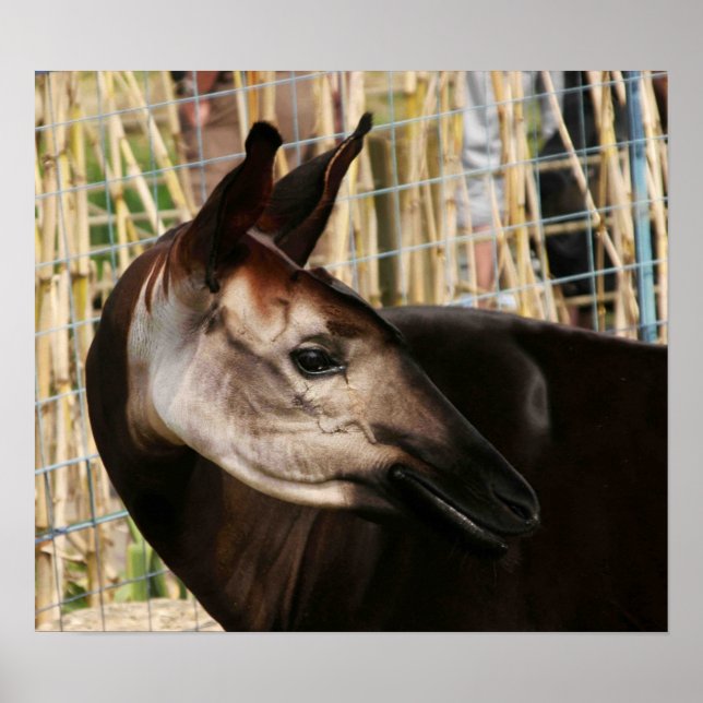 Affiches Okapi (Devant)