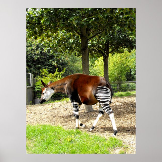 Affiches Okapi à pied (Devant)