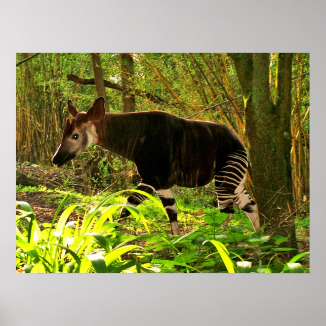 Affiches Okapi d'Afrique (Devant)