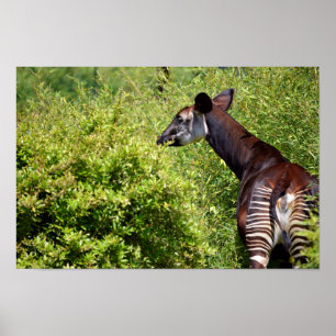 Affiches Okapi in the vegetation