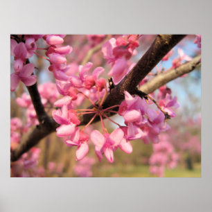 Affiches Oklahoma Redbud Blossoms II
