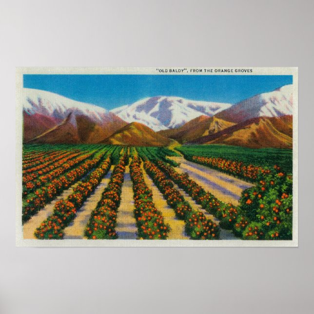 Affiches Old Baldy Mountain depuis les Orange Groves (Devant)