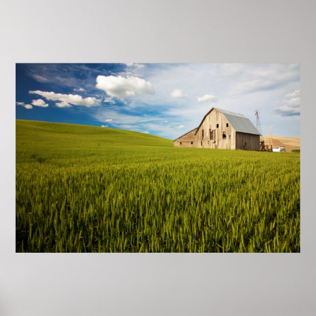 Affiches Old Barn Surrounded by Spring Wheat Field 2 (Devant)