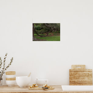 Affiches Old Oak