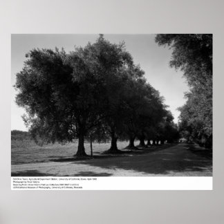 Affiches Old Olive Trees, Université de Californie, Davis