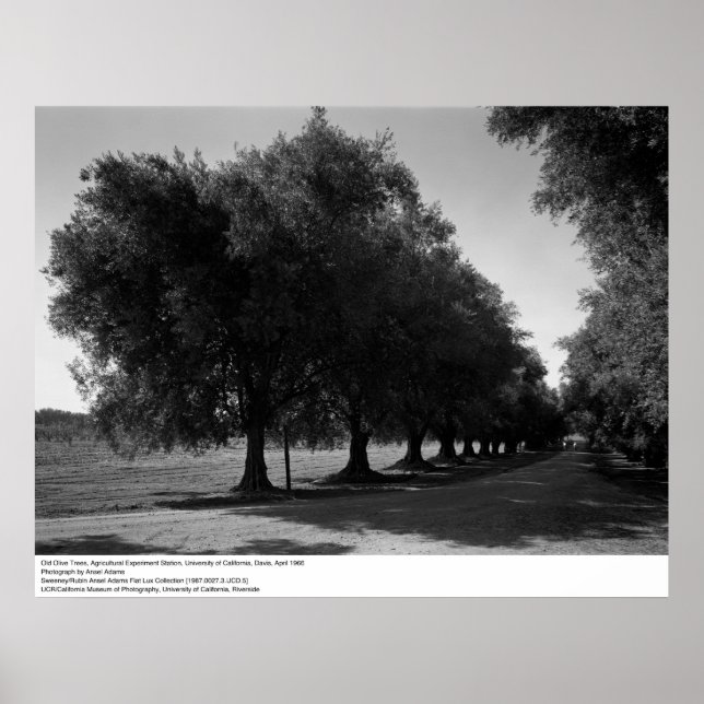 Affiches Old Olive Trees, Université de Californie, Davis (Devant)