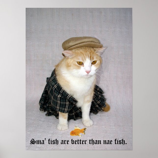 Affiches Old Scottish Fold Dire (Devant)