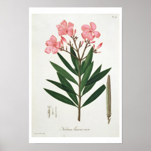 Affiches Oléandre de "Phytographie Medicale" par le RO de