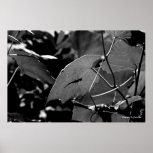 Affiches Ombre des sauterelles