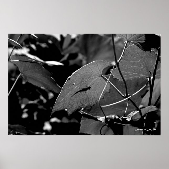 Affiches Ombre du magasin (Devant)