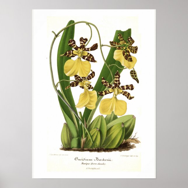 Affiches Oncidium barkerii (Devant)