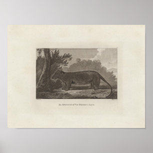 Affiches Opossum, Land de Van Diemen's, Tasmanie