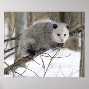 Affiches Opossum Love