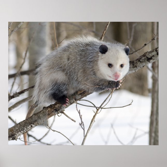 Affiches Opossum Love (Devant)