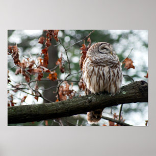 Affiches Optimistic Owl