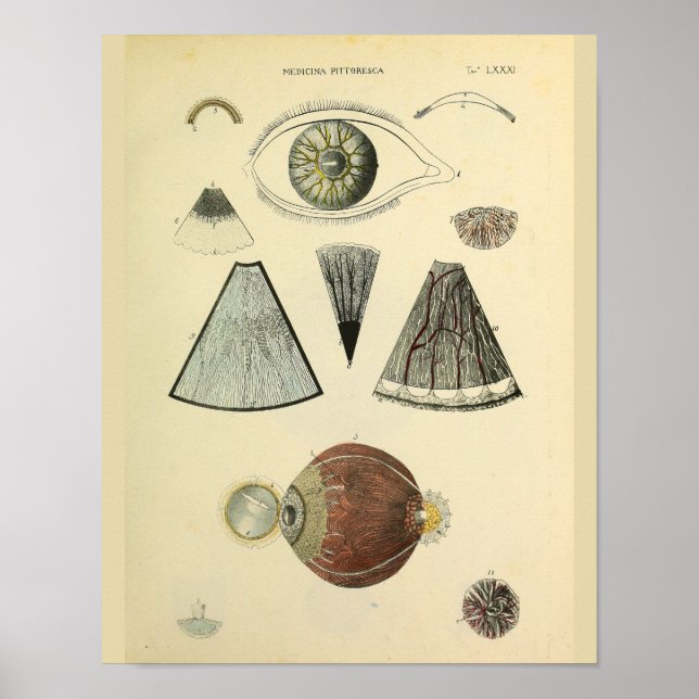 Affiches Optométrie Anatomie oculaire Art Médicale Imprimer (Devant)