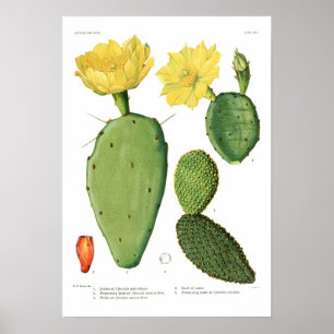 Affiches Opuntia