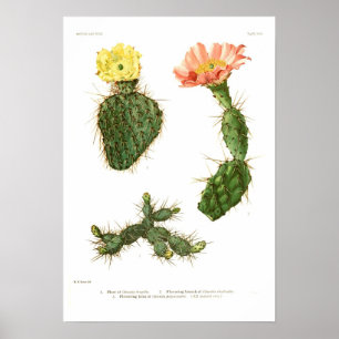 Affiches Opuntia