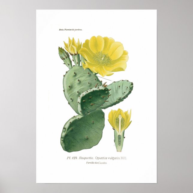 Affiches Opuntia vulgaris (Devant)