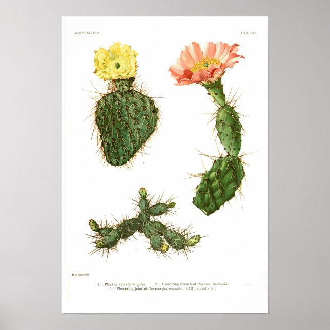 Affiches Opuntias (Devant)