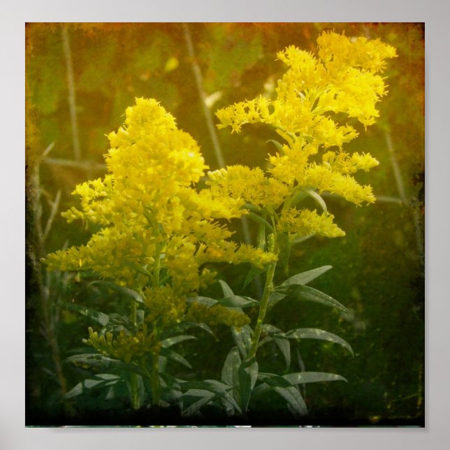 Affiches Or (Devant)