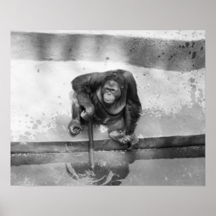 Affiches Orang-outan
