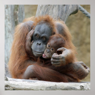 Affiches Orang Utan 001