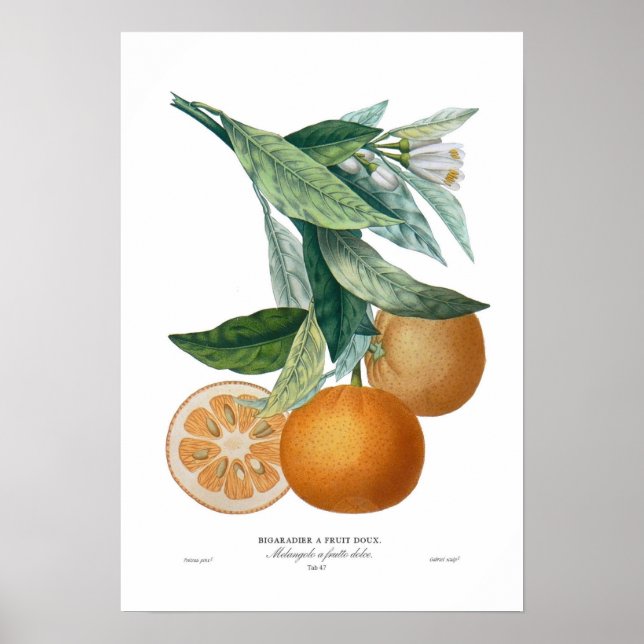 Affiches Orange (Devant)