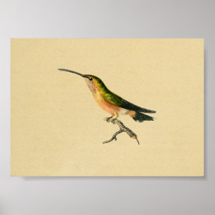 Affiches Orange 1830 de vert d'impression de colibri de cru