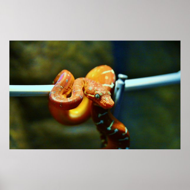Affiches Orange Ball Python (Devant)